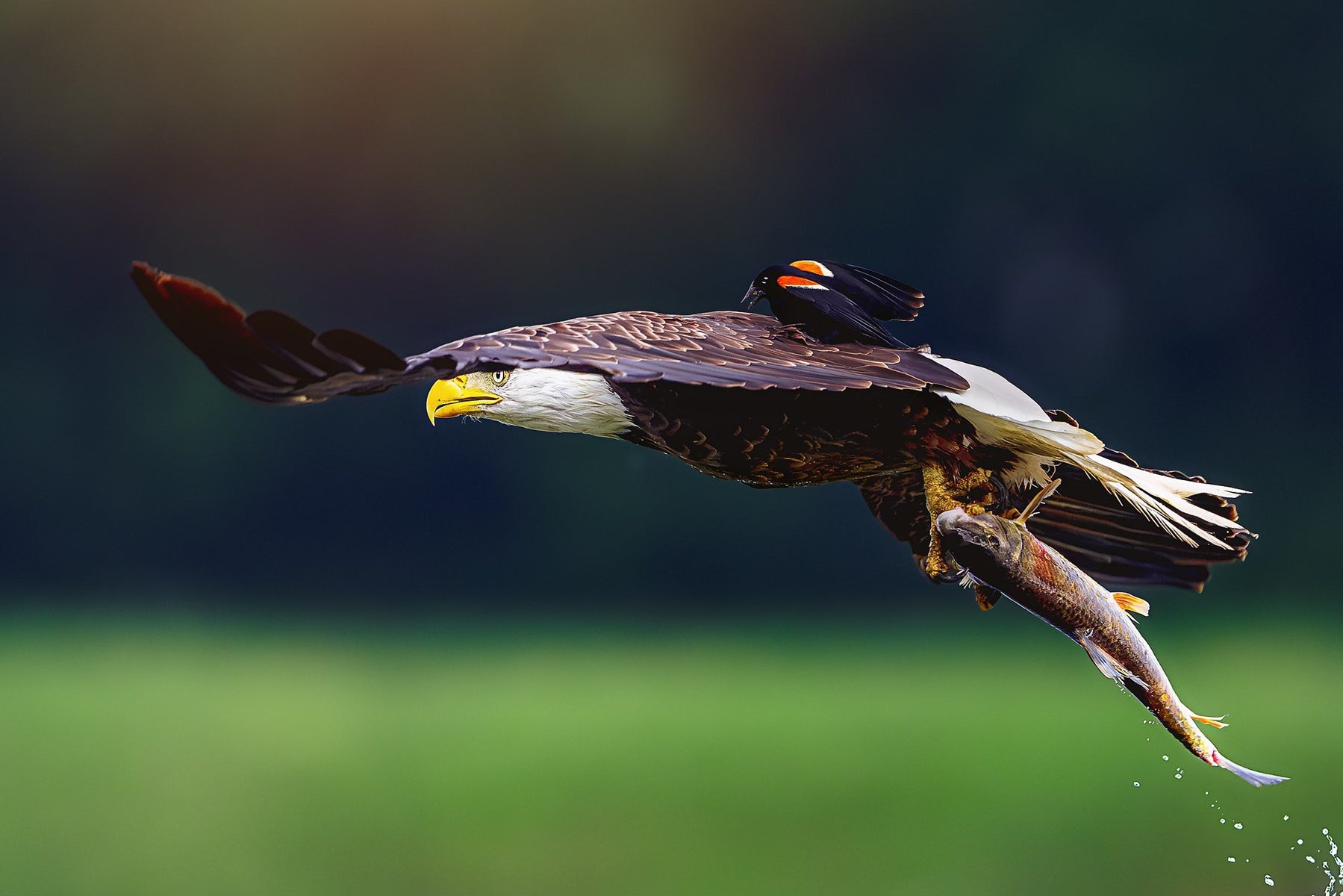 jpg/Week-25-Wildlife-Jamie-Frayser.rJfb-KNT1l-1200_boundsxu8m0n.jpg?height=1200&fit=bounds