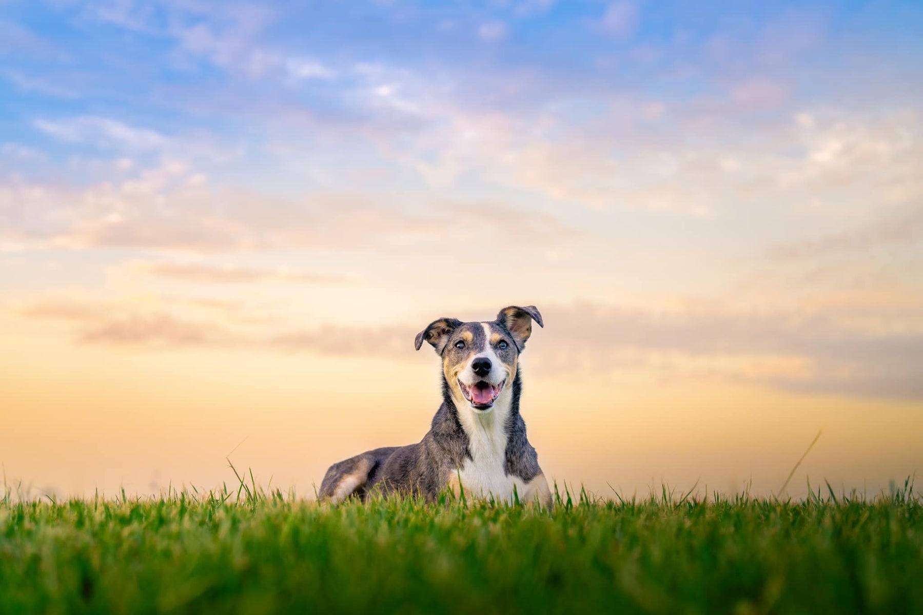 jpg/Week-26-Pets-Corey-Chaing.H1epebFET1e-1200_bounds21e16s.jpg?height=1200&fit=bounds