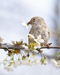 Kristy Sharkey is our “Feathery Friends” theme micro-grant winner.
