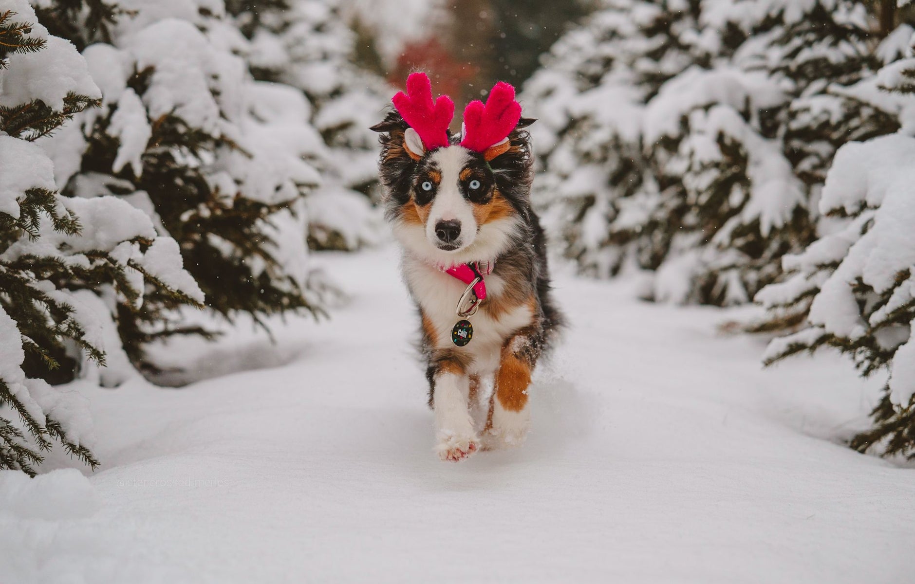 jpg/Week-39-Festive-Feeling-Rebecca-Houle.rkeWWFNa1x-1200_boundsfh77di.jpg?height=1200&fit=bounds