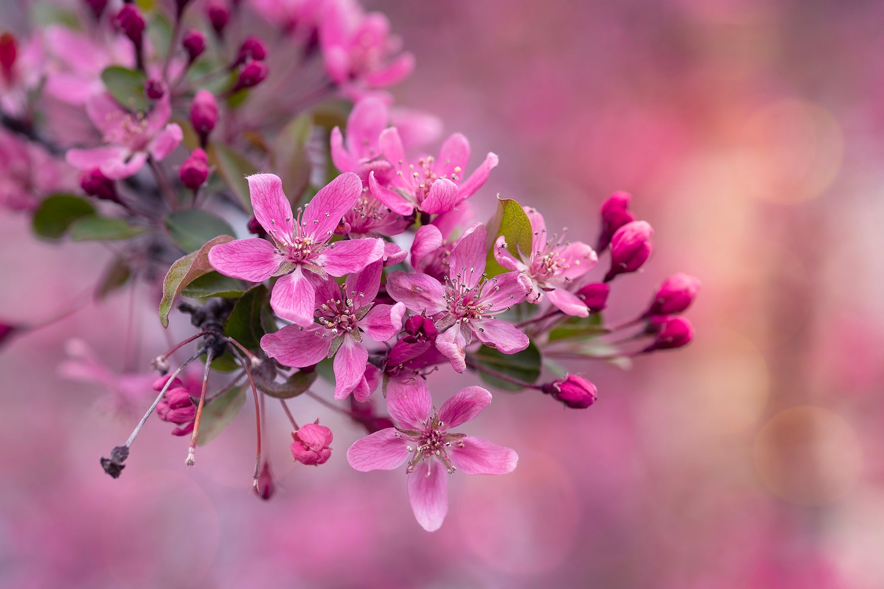 jpg/Week-51-Springtime-Bloom-Simi-Jois-1200_boundsqodnkw.jpg?height=1200&fit=bounds