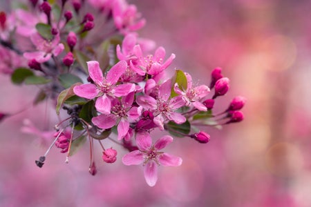Simi Jois is our Springtime Bloom theme micro-grant winner.