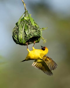 Allegra Hutton is our Birds theme micro-grant winner.