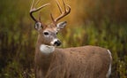 Wildlife.jpg