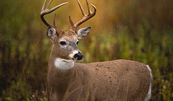 Wildlife.jpg