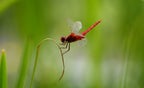Close-up photo of a dragonfly