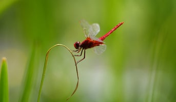 Close-up photo of a dragonfly