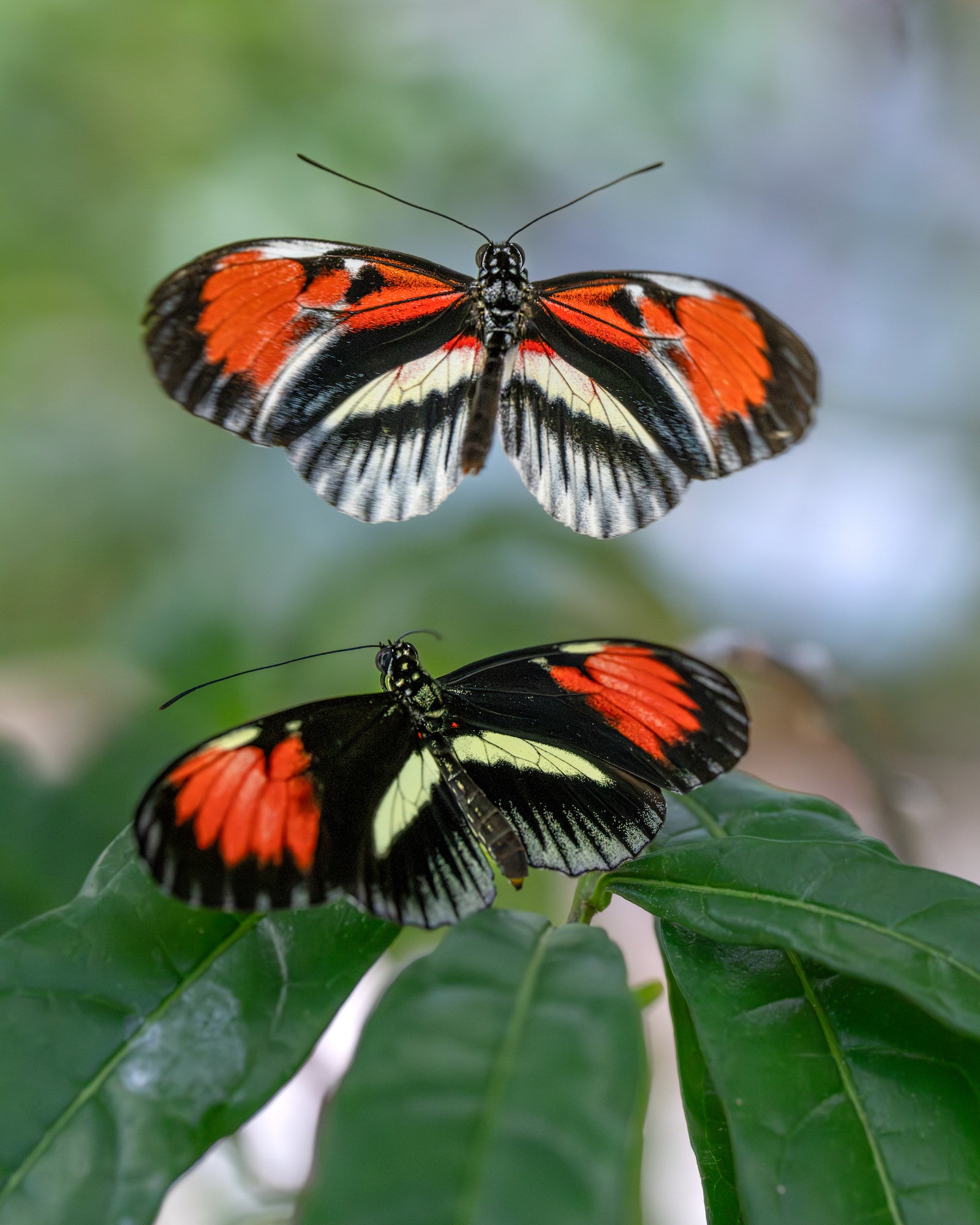 Two black, white, and orange butterflies above glossy green leaves, one hovering and one perched.