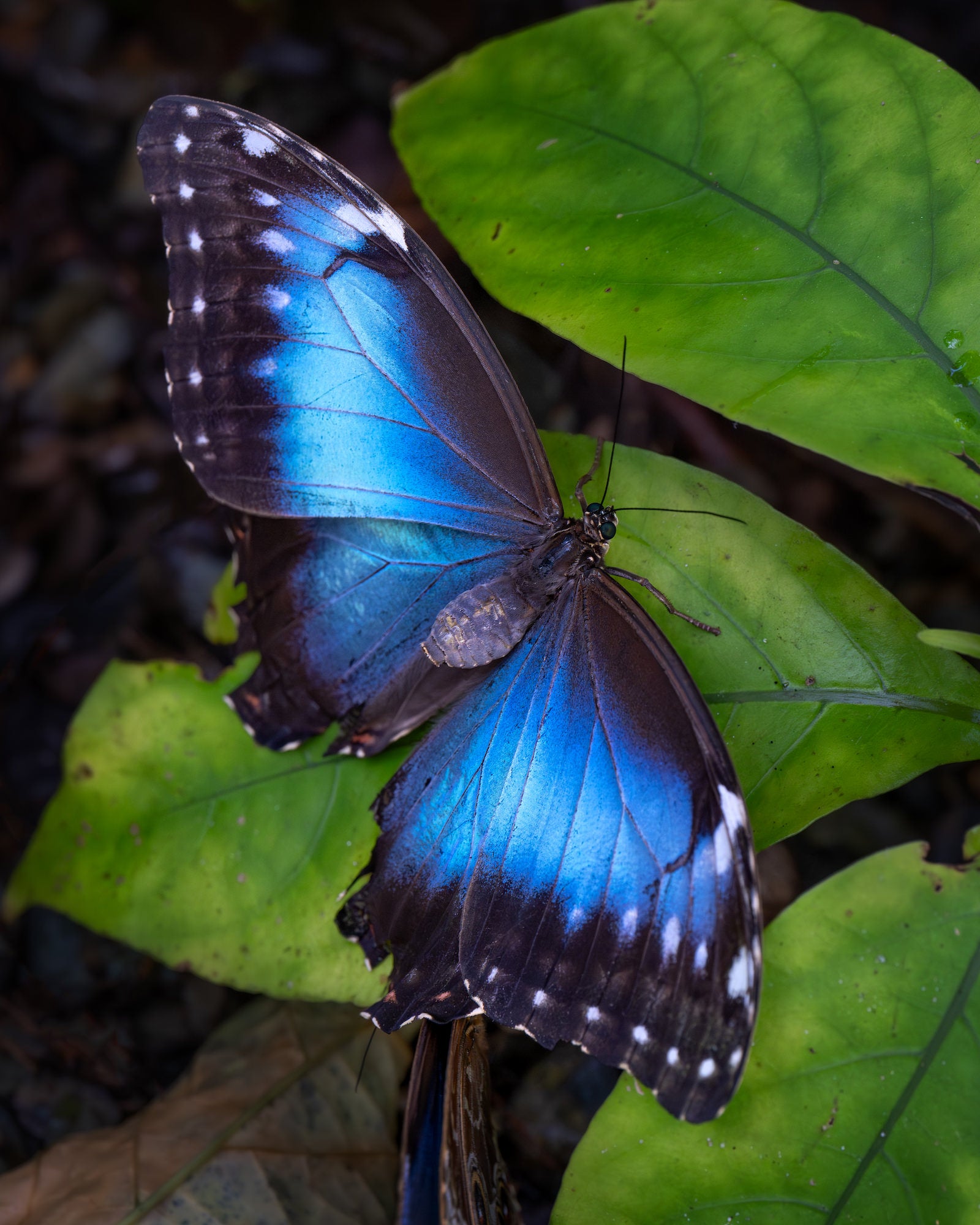 Iridescent blue butterfly resting on green leaves, wings spread with light edge speckling.