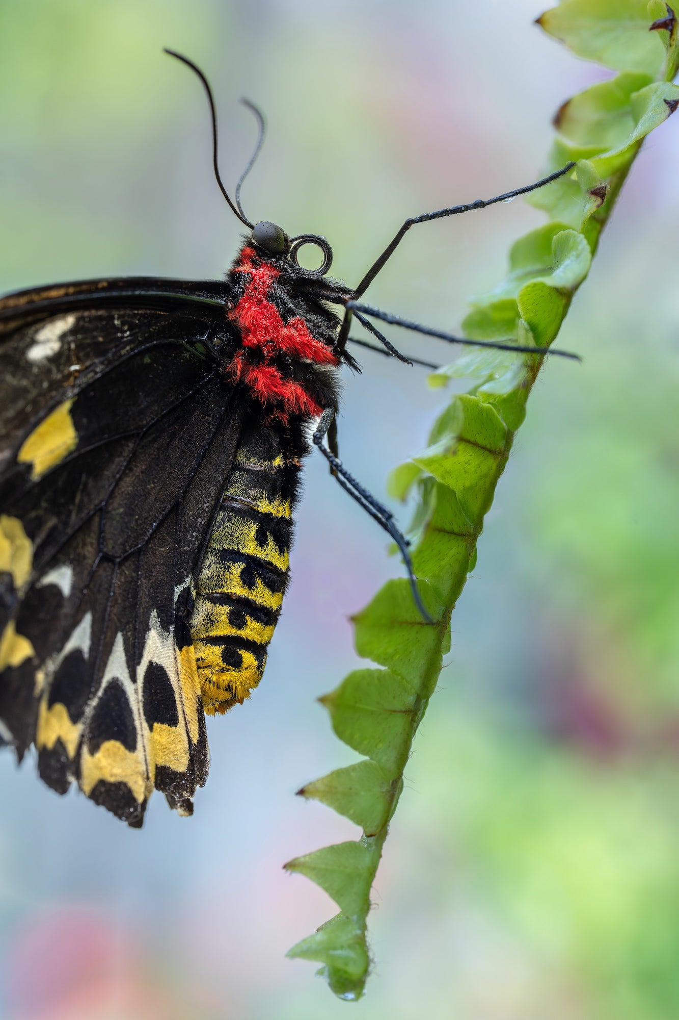 Close-up of a black butterfly with red fuzz and yellow abdomen clinging to a serrated green leaf, soft pastel bokeh.