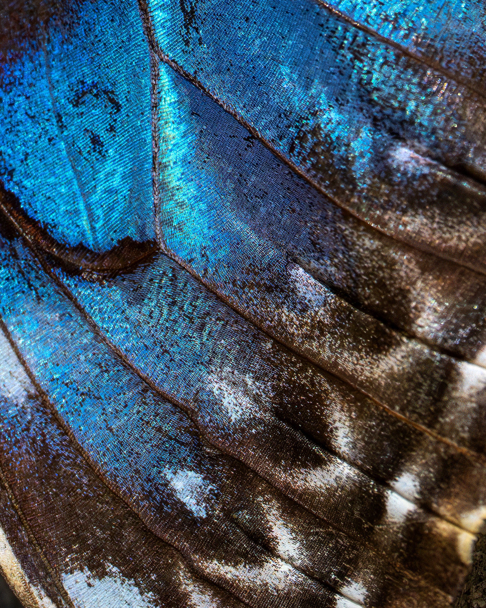 Iridescent blue close-up of butterfly wing scales, showing fine ridges and texture in macro.