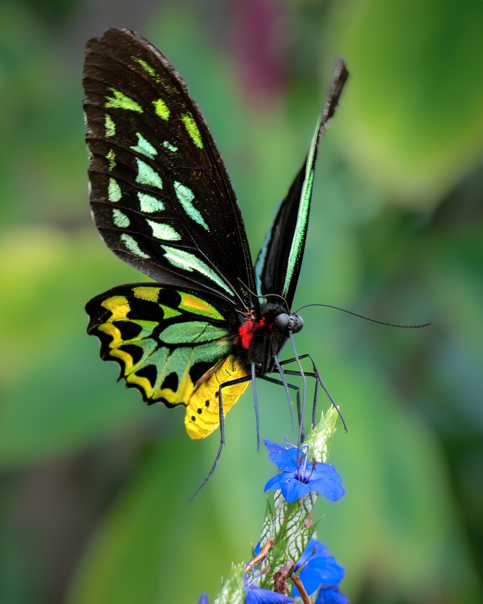 Black butterfly with lime and yellow patches and a red thorax feeding on vivid blue flowers.