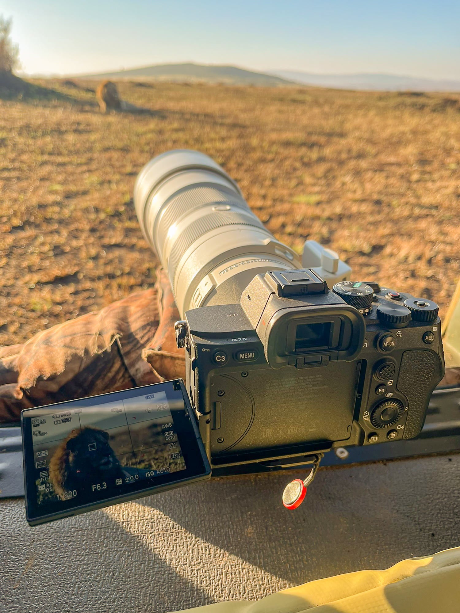 The Sony Alpha 7 IV camera paired with the 200-600mm f/5.6-6.3 G lens photographing lions