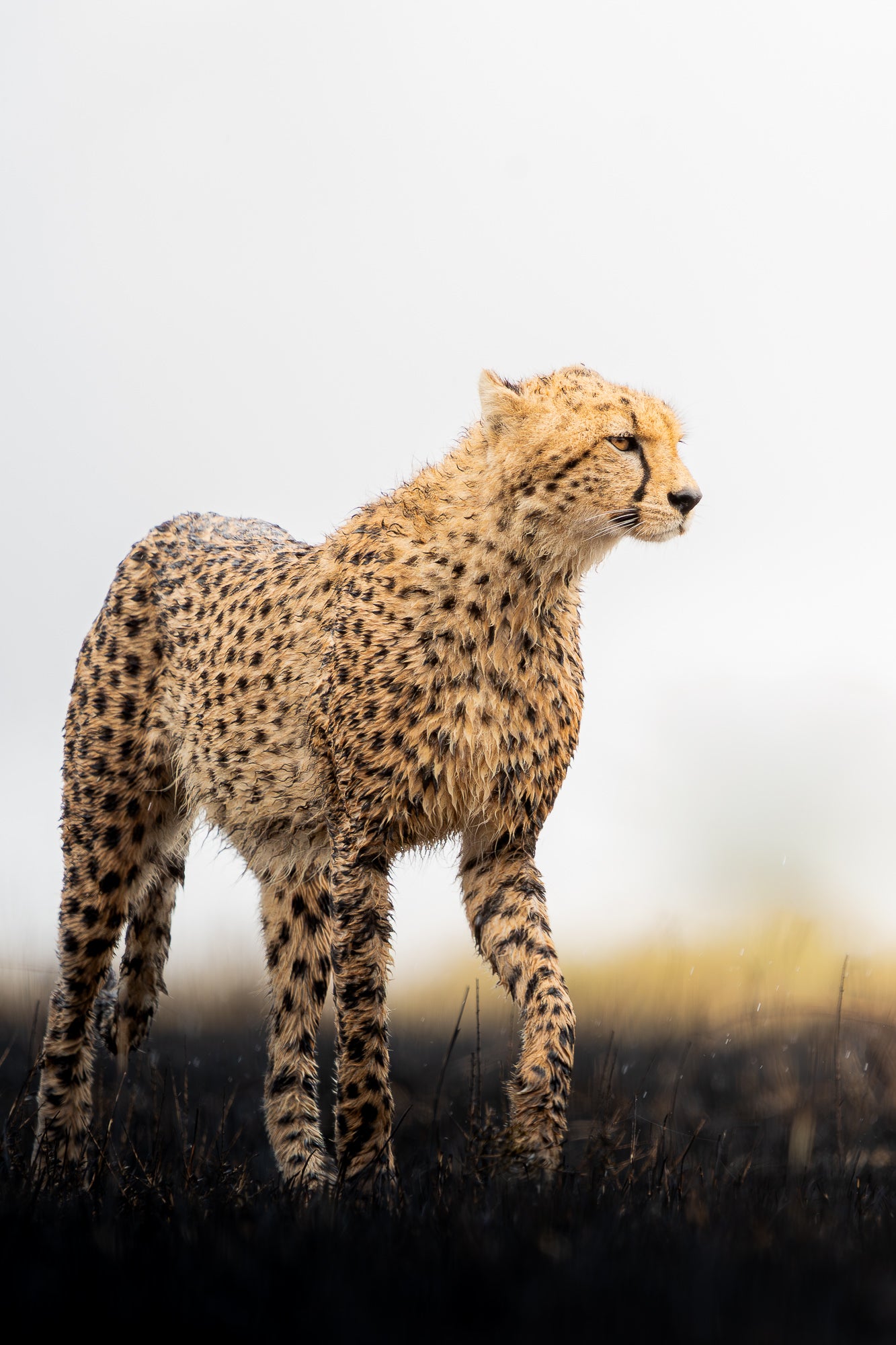 A cheetah standing in a field looking to the side