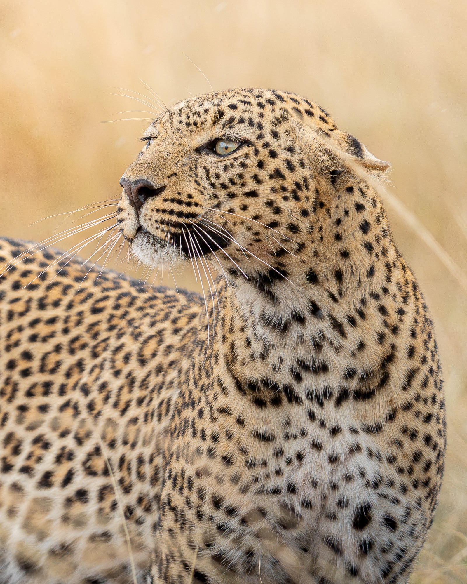 A close-up of a cheetah looking to the side