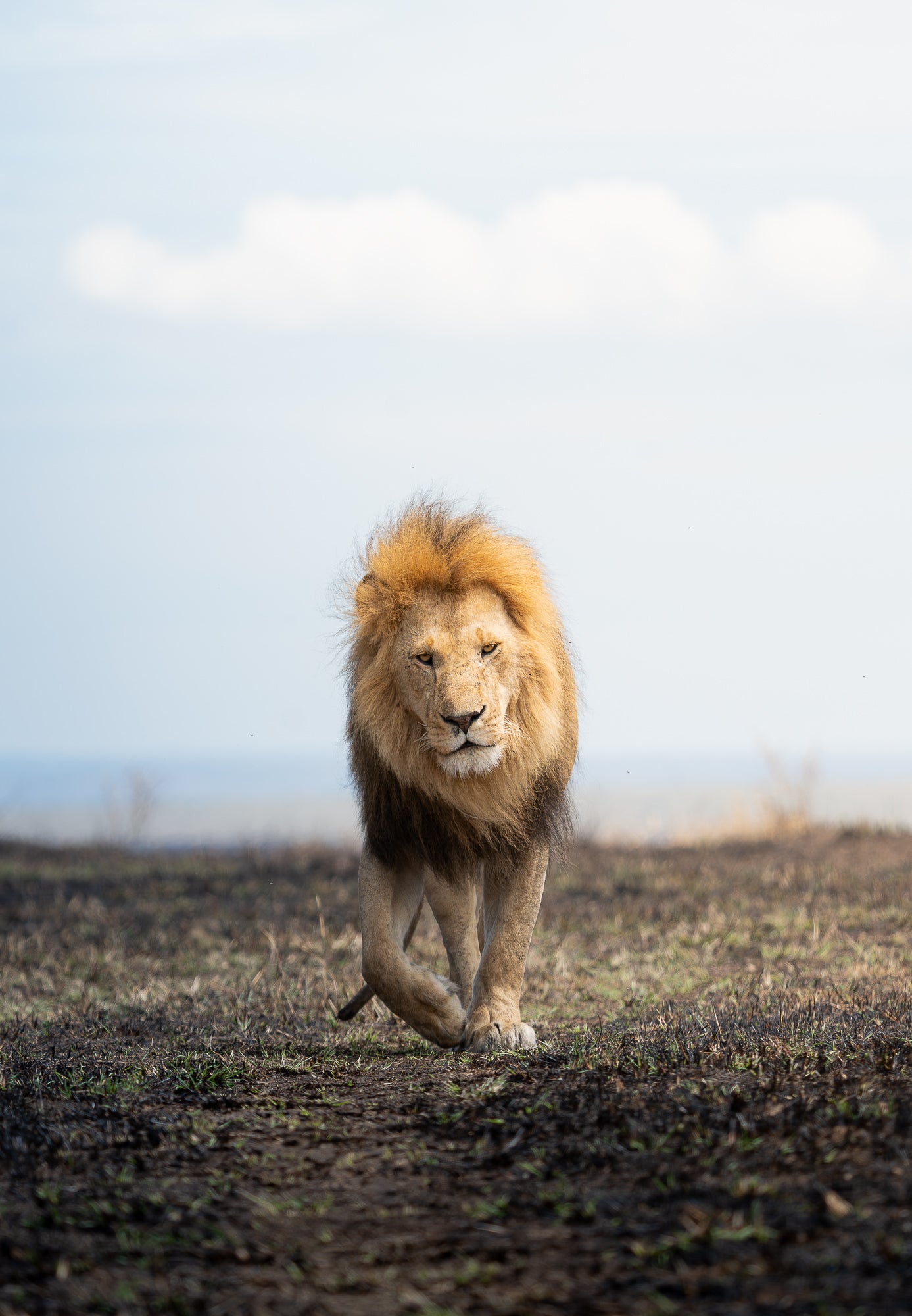 A male lion walking facing forward walking