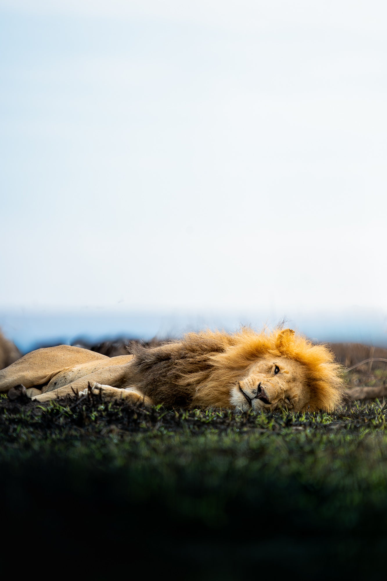 A male lion laying down on the ground on his side