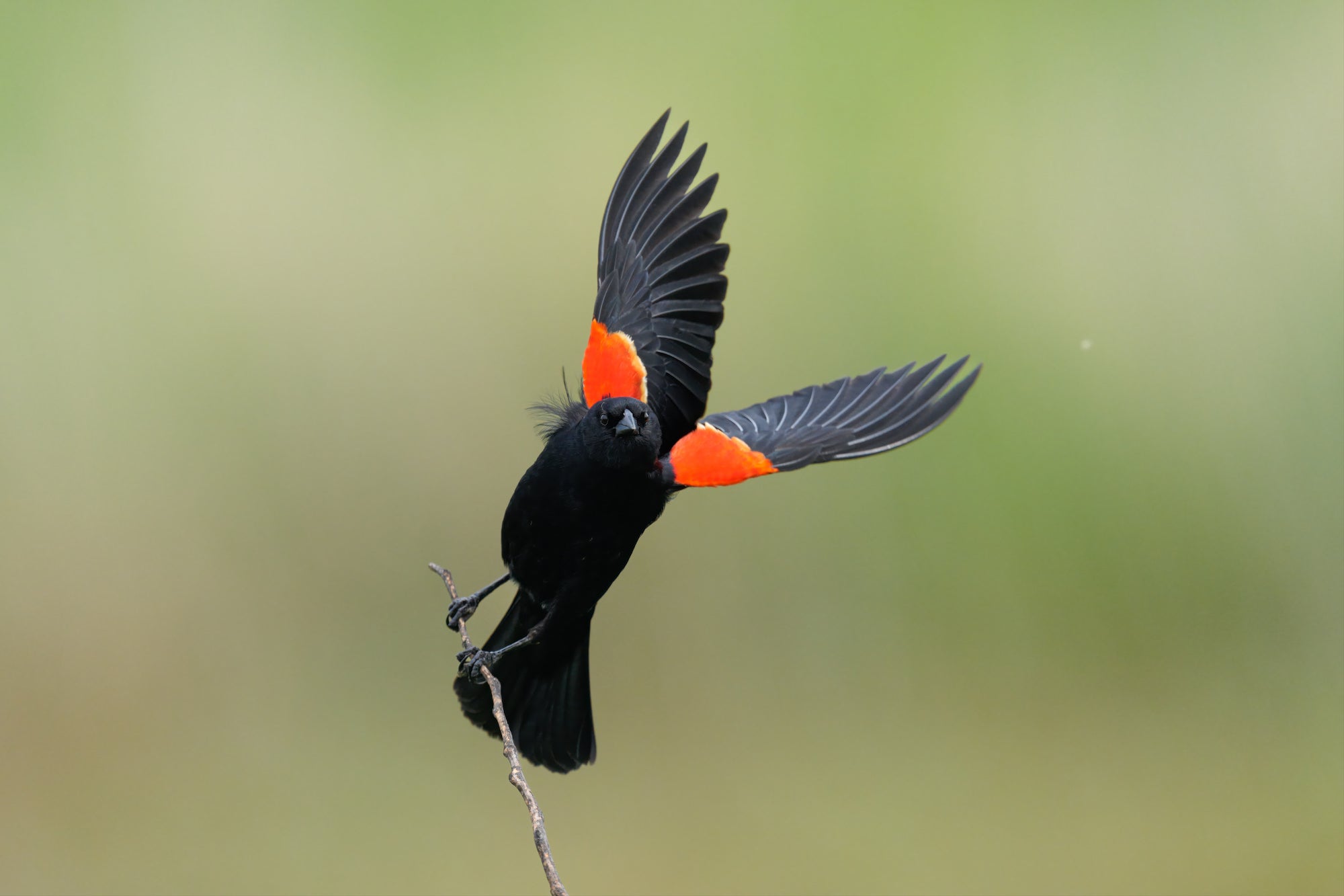 Red-winged blackbird with wings out on a twig.