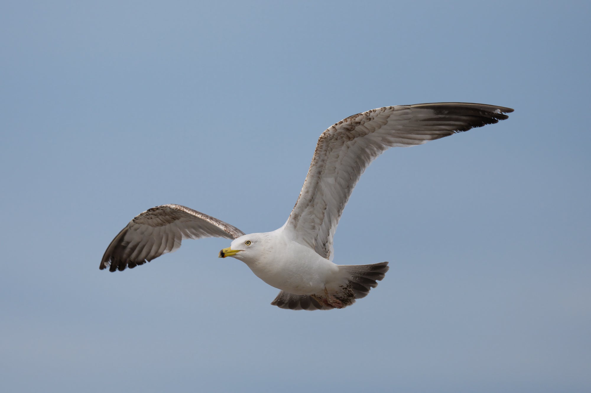 Seagull flies through the air.