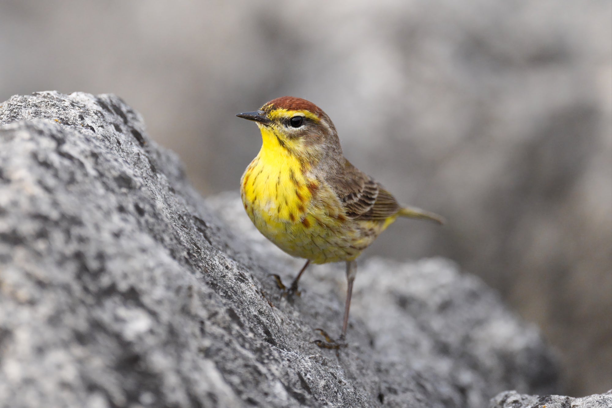 Small yellow bird standing on rocks.