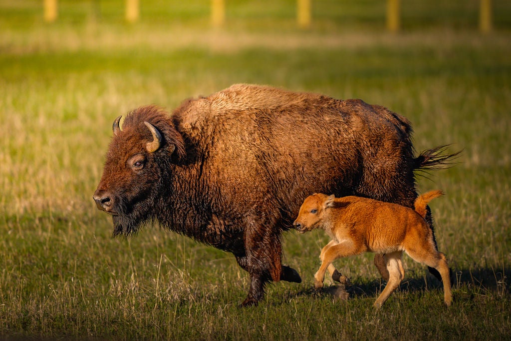 A bison walking with her calf.