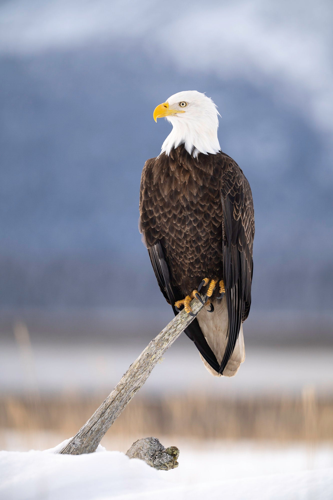 Bald eagle perched on a branch in the snowy Alaskan wilderness.