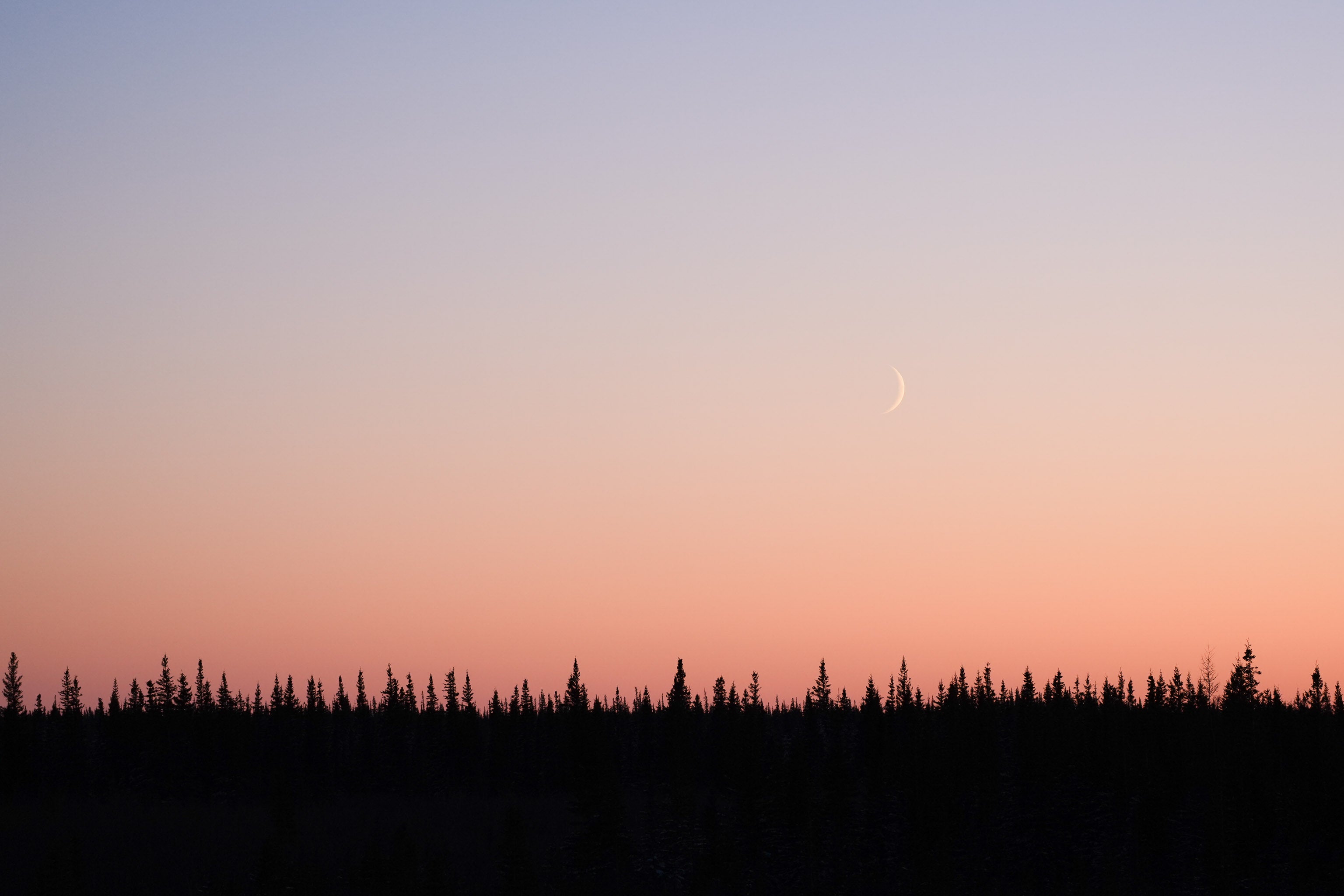 Tree silhouette landscape with pink sky