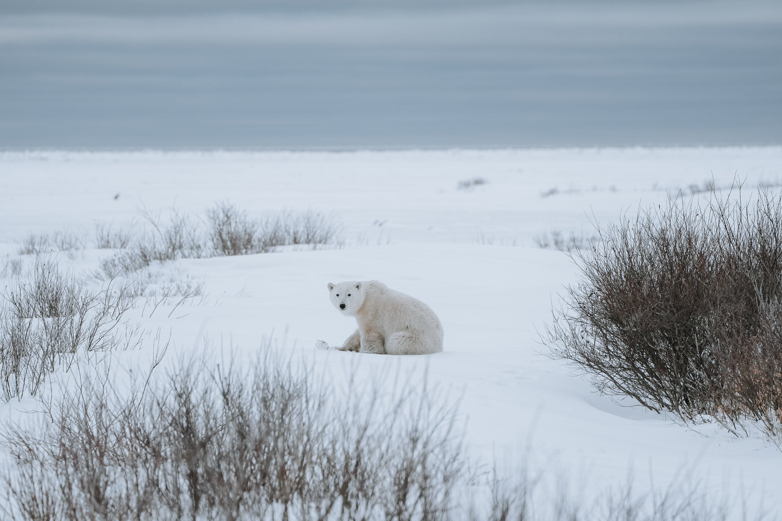 Polar bear sitting in snowy landscape