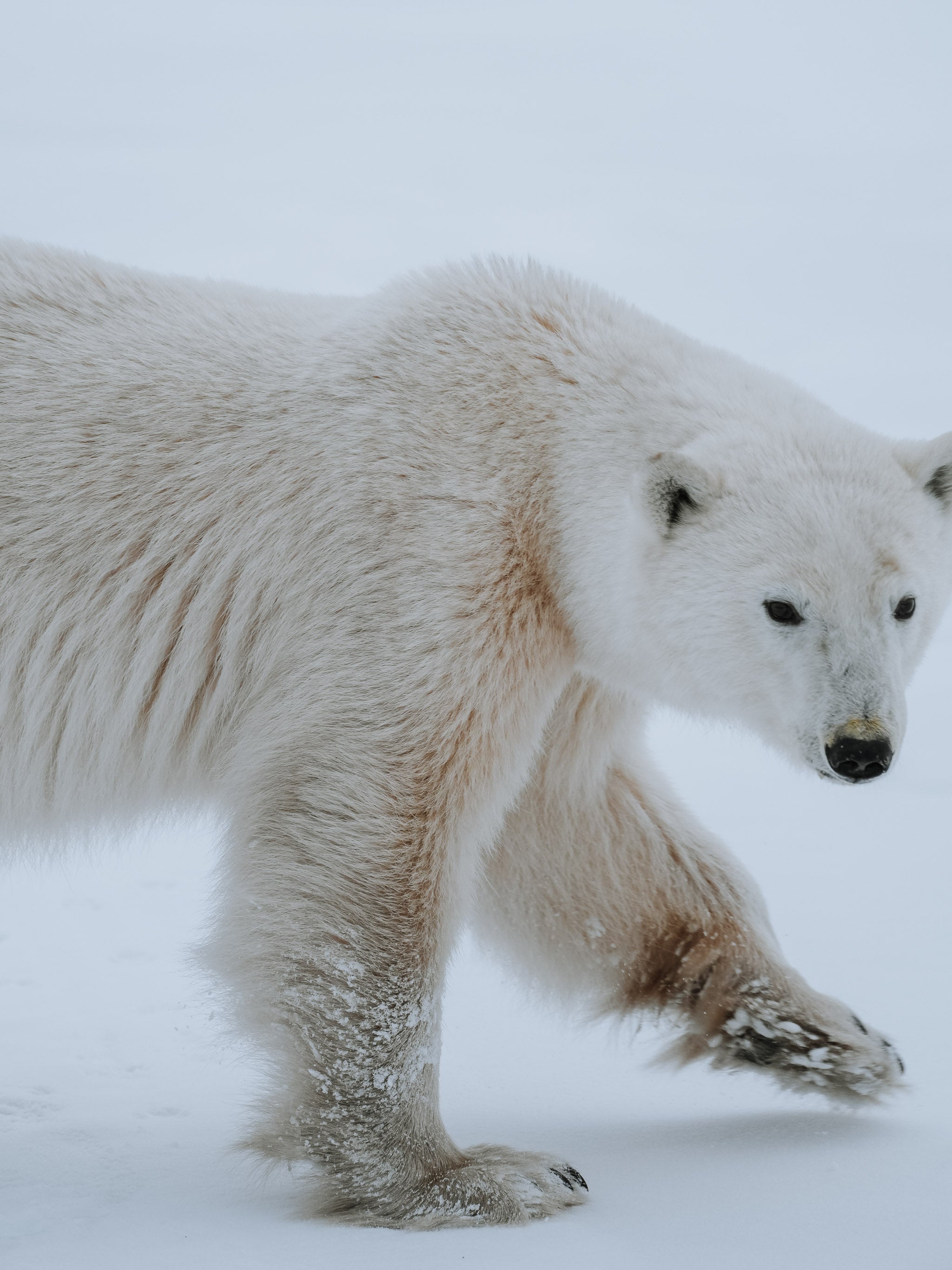 Polar bear walking and looking straight at camera