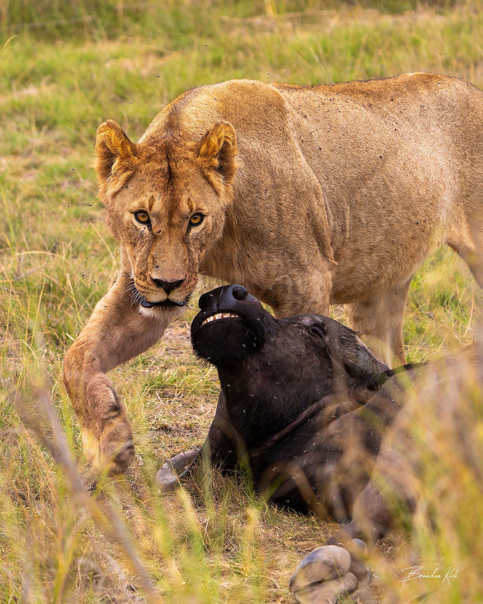 Female lion with her kill