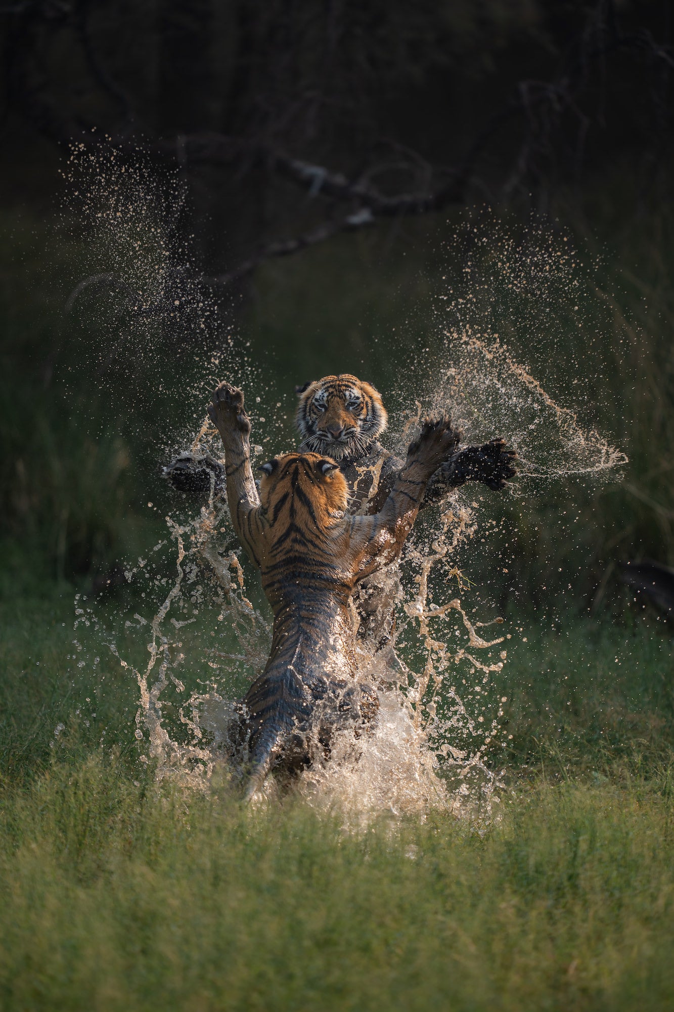 Two tiger brothers have a playful moment in India's Ranthambore National Park. Photo by Neeraj Kaku.