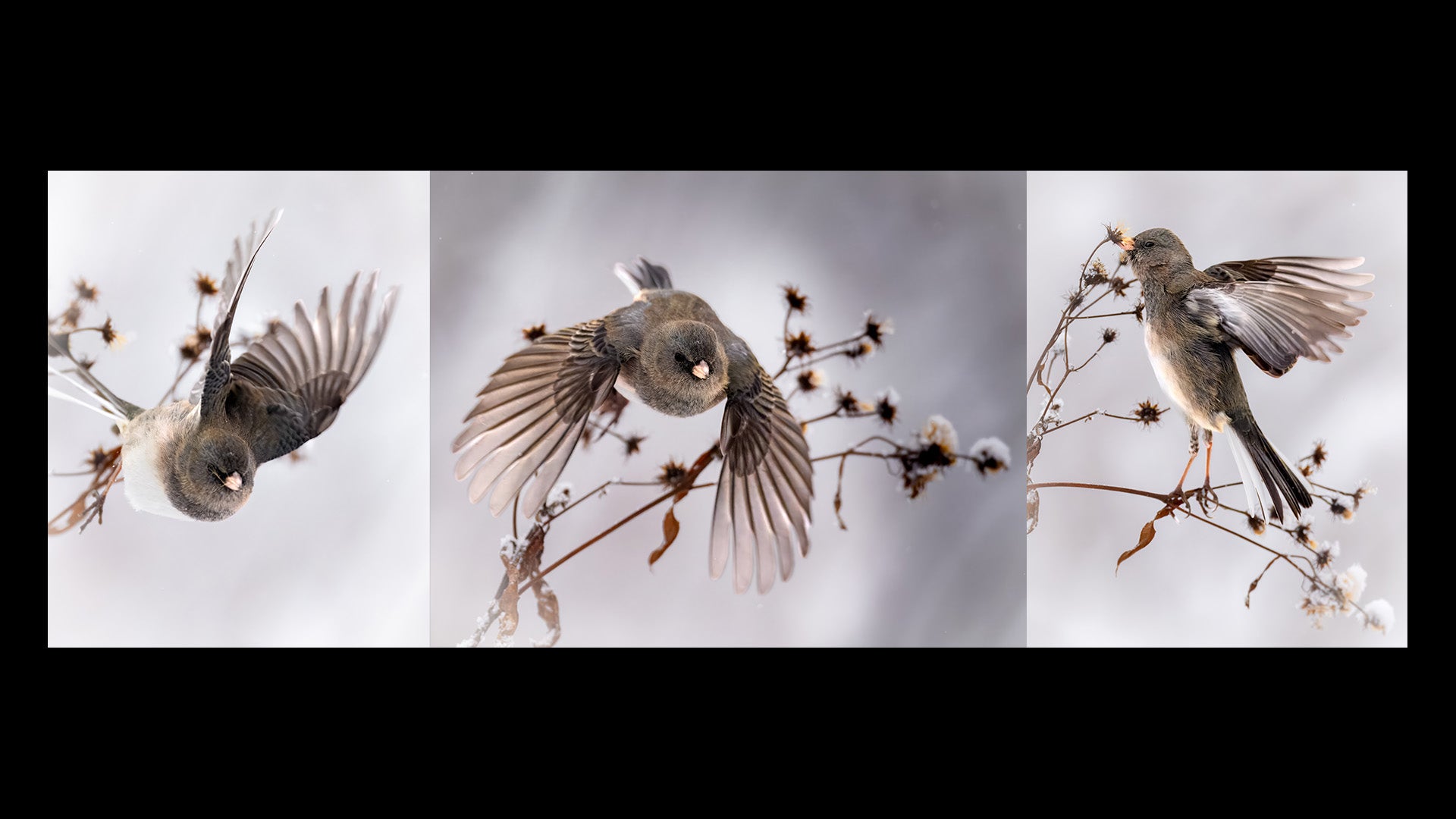 Behind The Shot: The Power Of Pre-Capture For Bird Photography