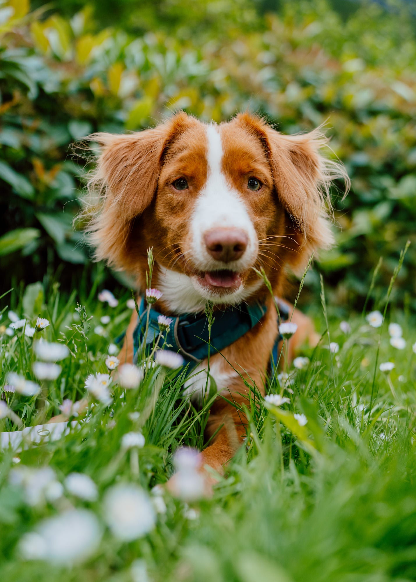 Brown-and-white dog lying in tall grass with wildflowers, shallow depth of field.
