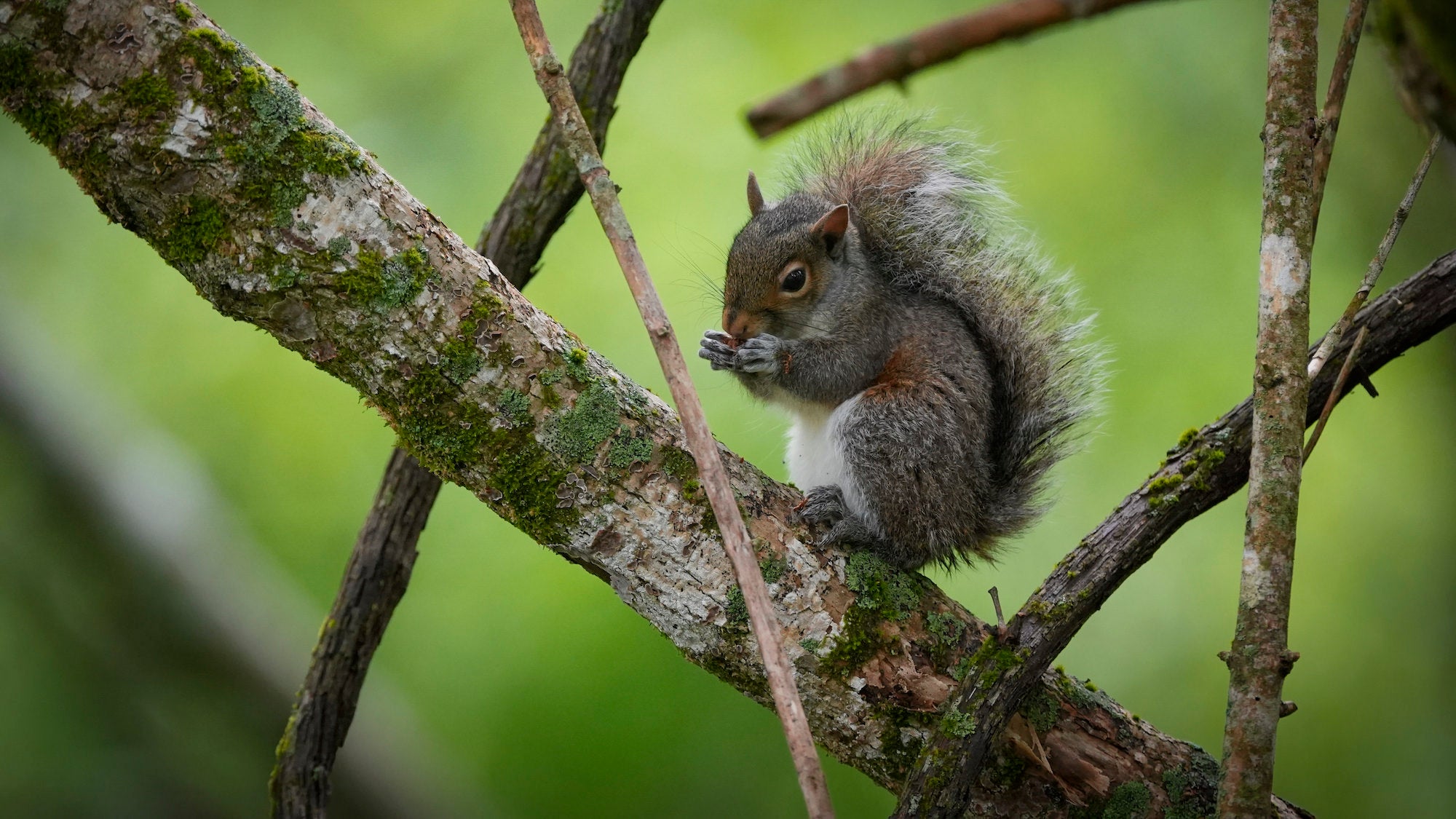 Squirrel perched on a branch.