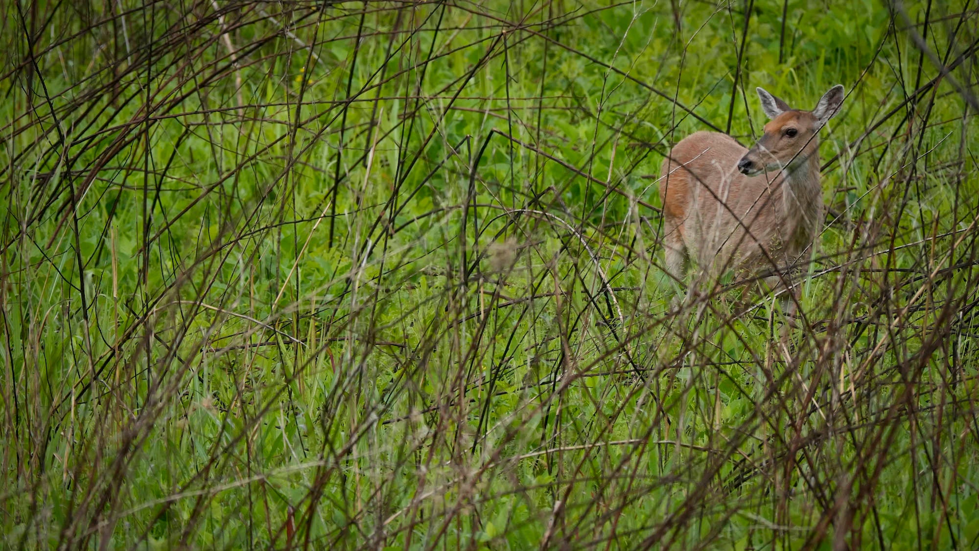 Deer in a forest.