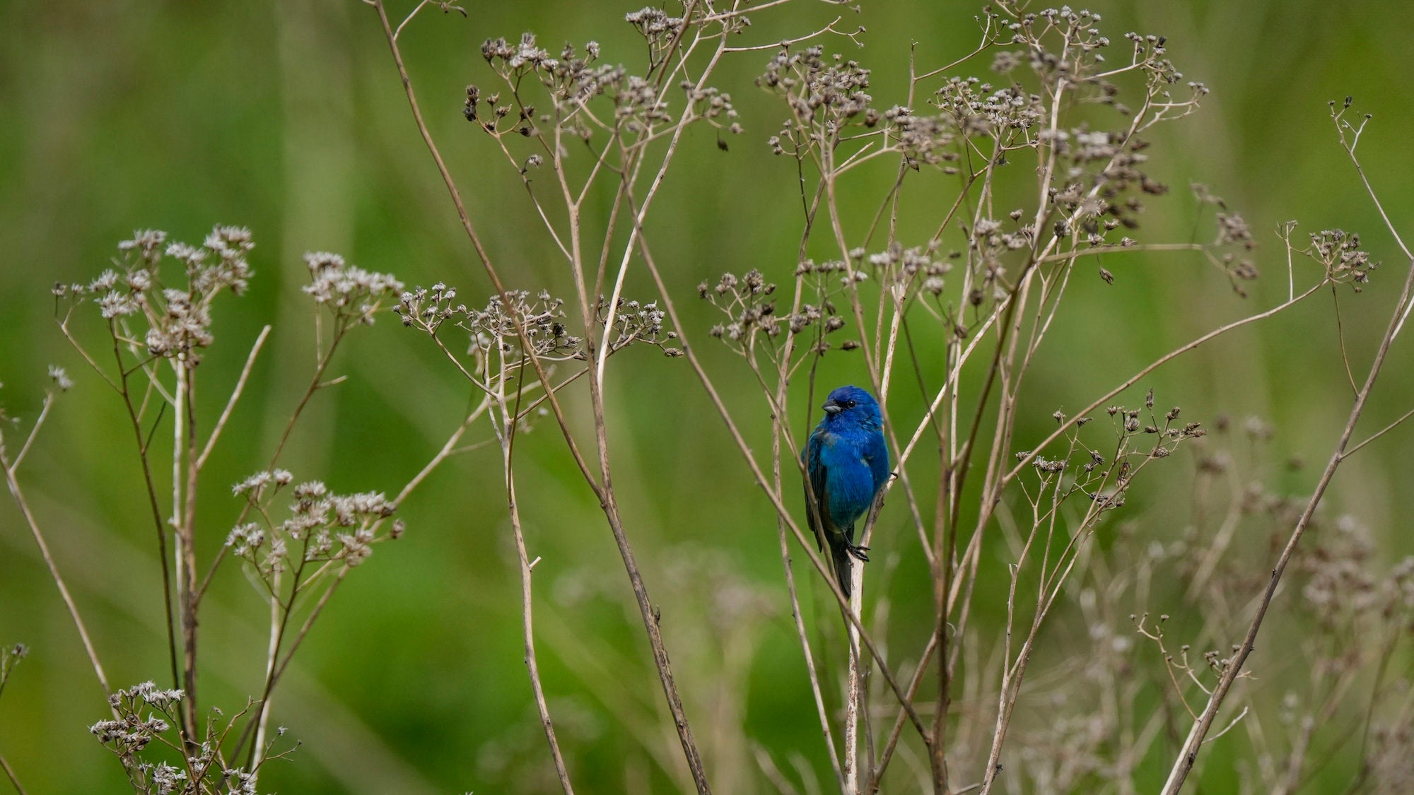 Blue bird perches on some weeds.