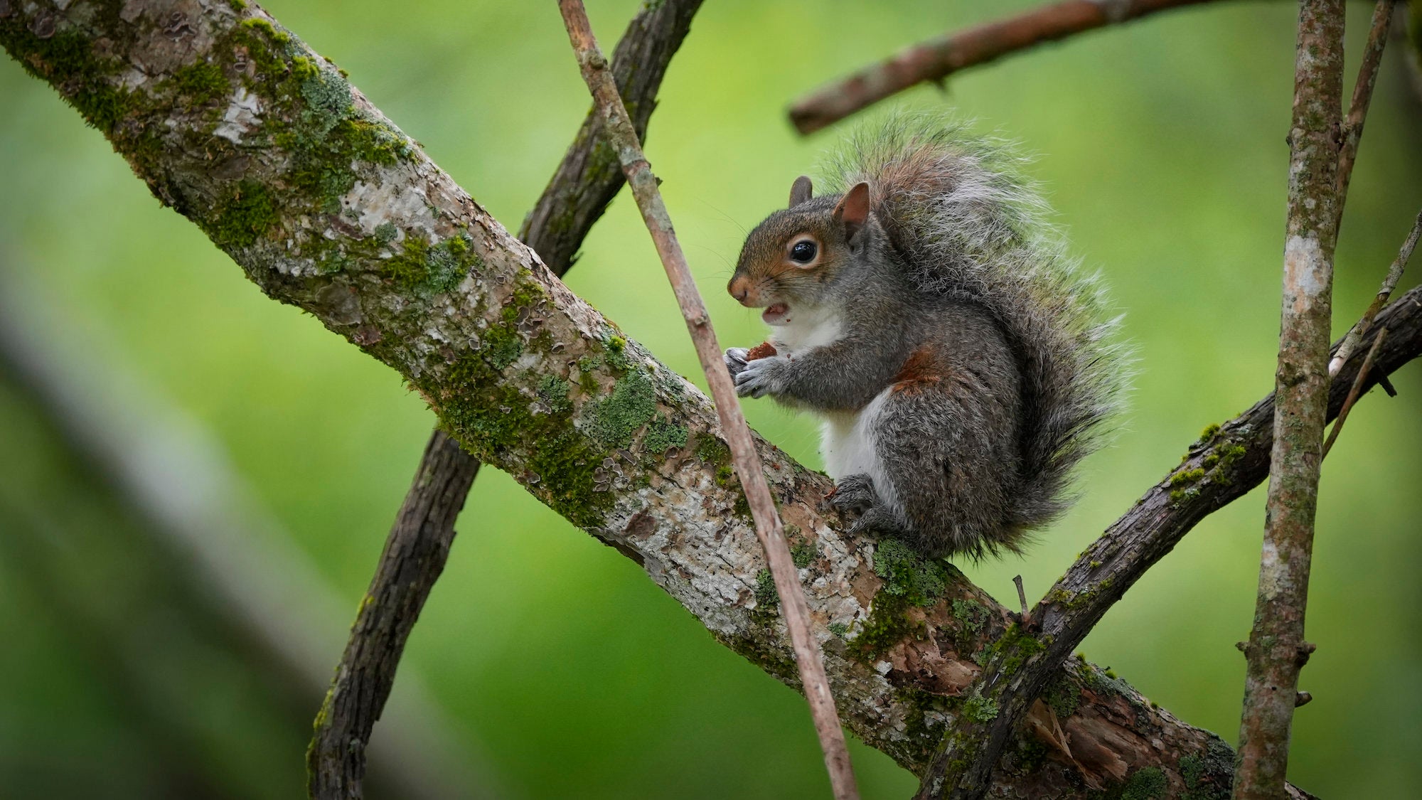 A gray squirrel perches on a moss-covered tree branch, holding a small piece of food in its front paws with its mouth slightly open, set against a soft bokeh green forest background.