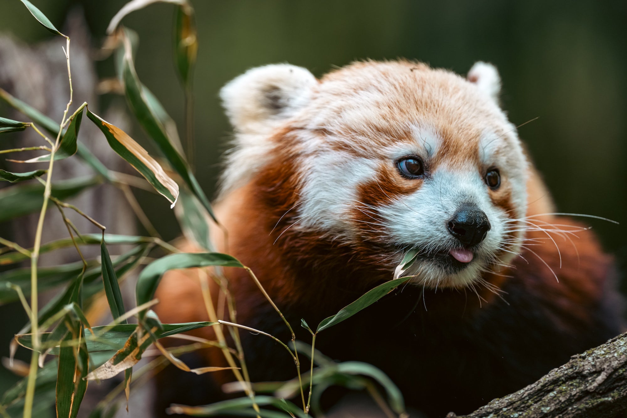 A close-up of a red panda's face peering through green bamboo leaves, its rust-colored fur and white-tipped ears prominent as it holds a leaf near its mouth with tongue slightly visible.