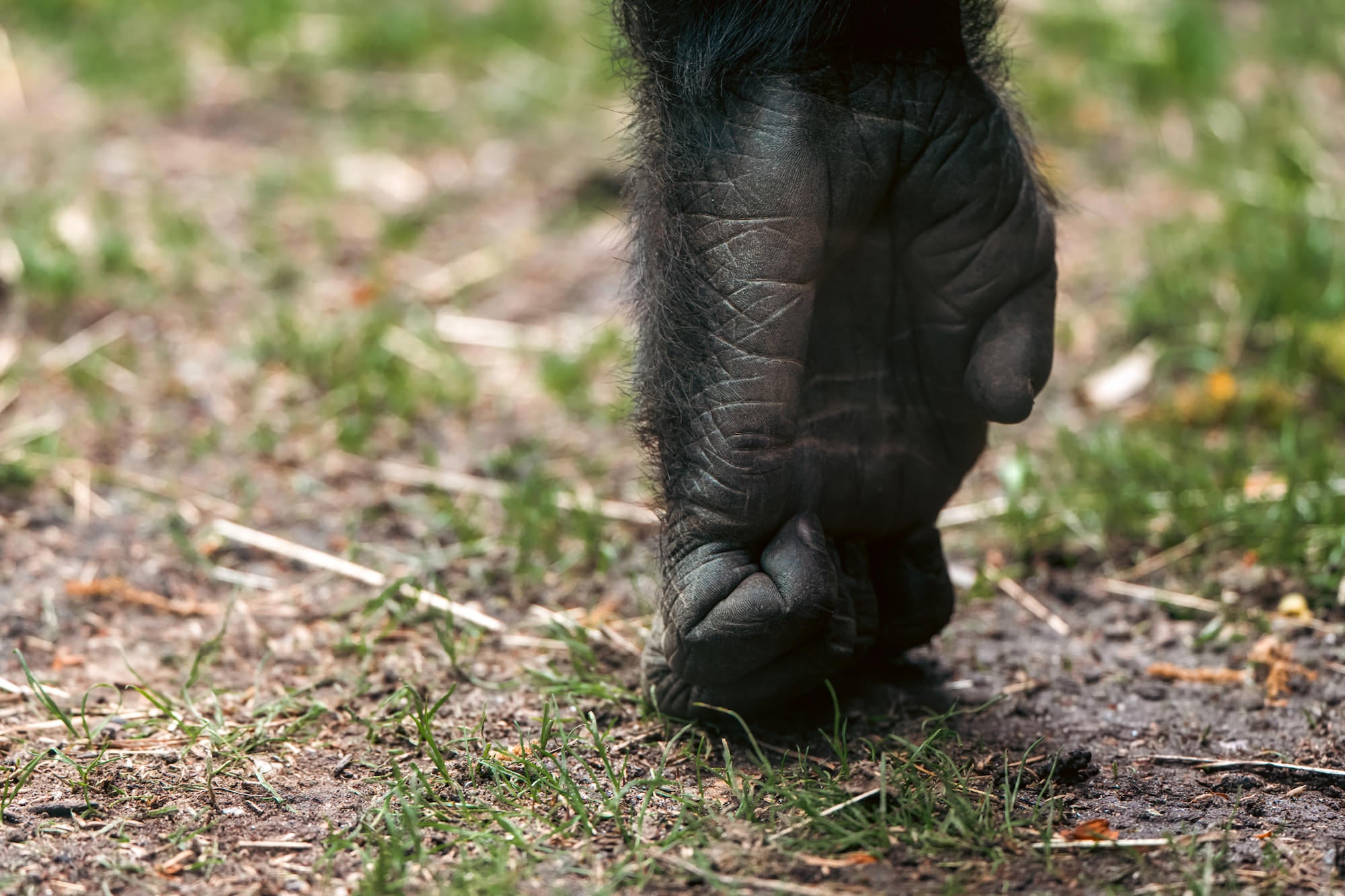 An extreme close-up of a gorilla's large, textured black hand and knuckles pressed against sparse grass and bare earth, with a blurred sunlit green background.