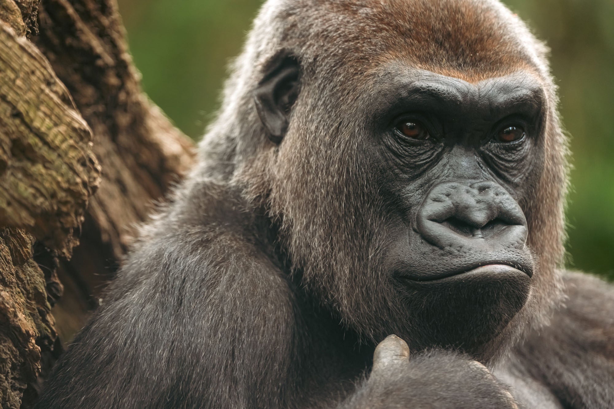 A close-up portrait of a western lowland gorilla gazing directly into the camera with calm, deeply expressive brown eyes, its silver-gray fur detailed against a blurred green and brown natural background.