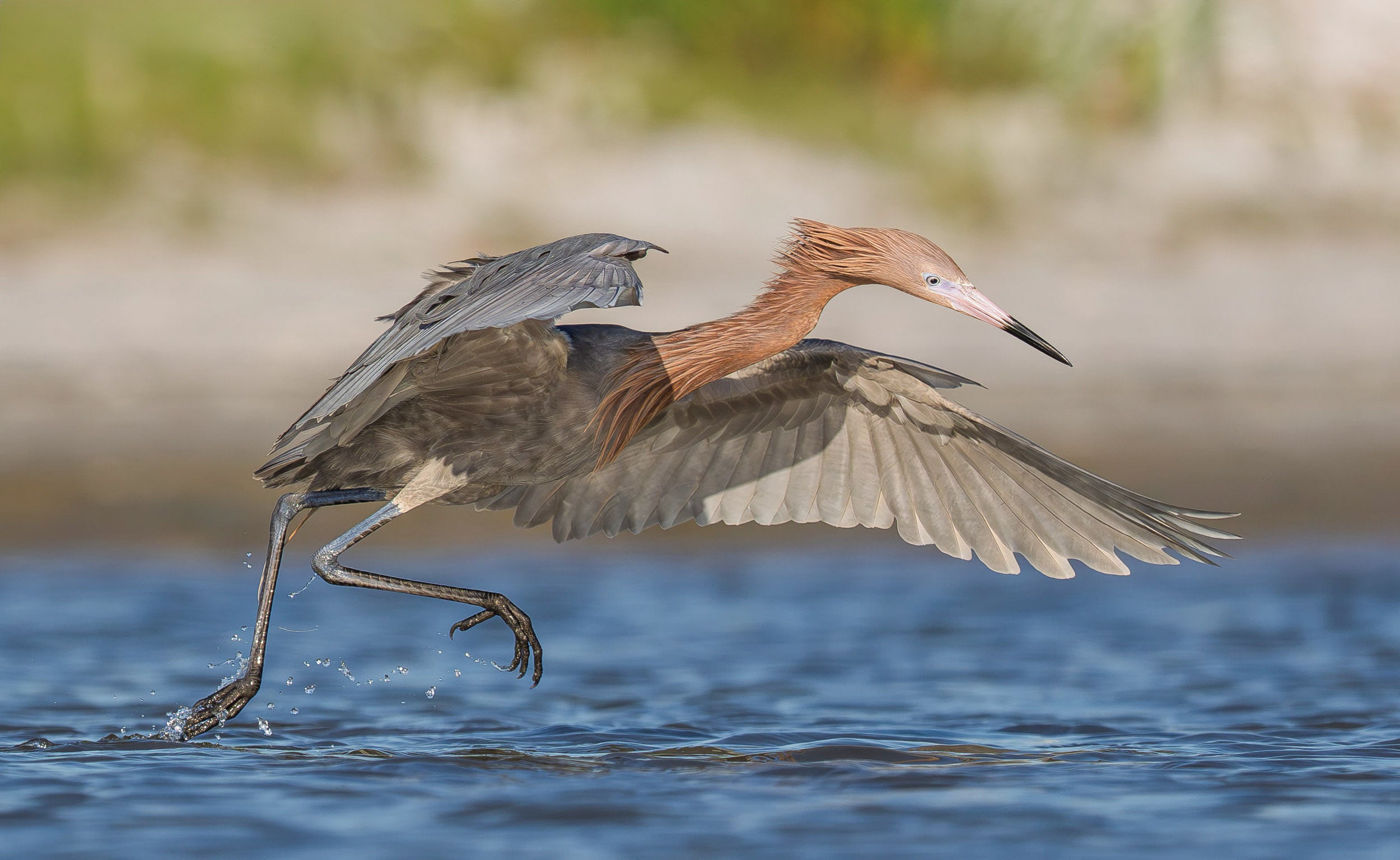 A reddish egret leaps low over calm blue water with wings fully spread, legs lifted and water droplets flying from its talons, with a blurred sandy shoreline and green vegetation in the background.