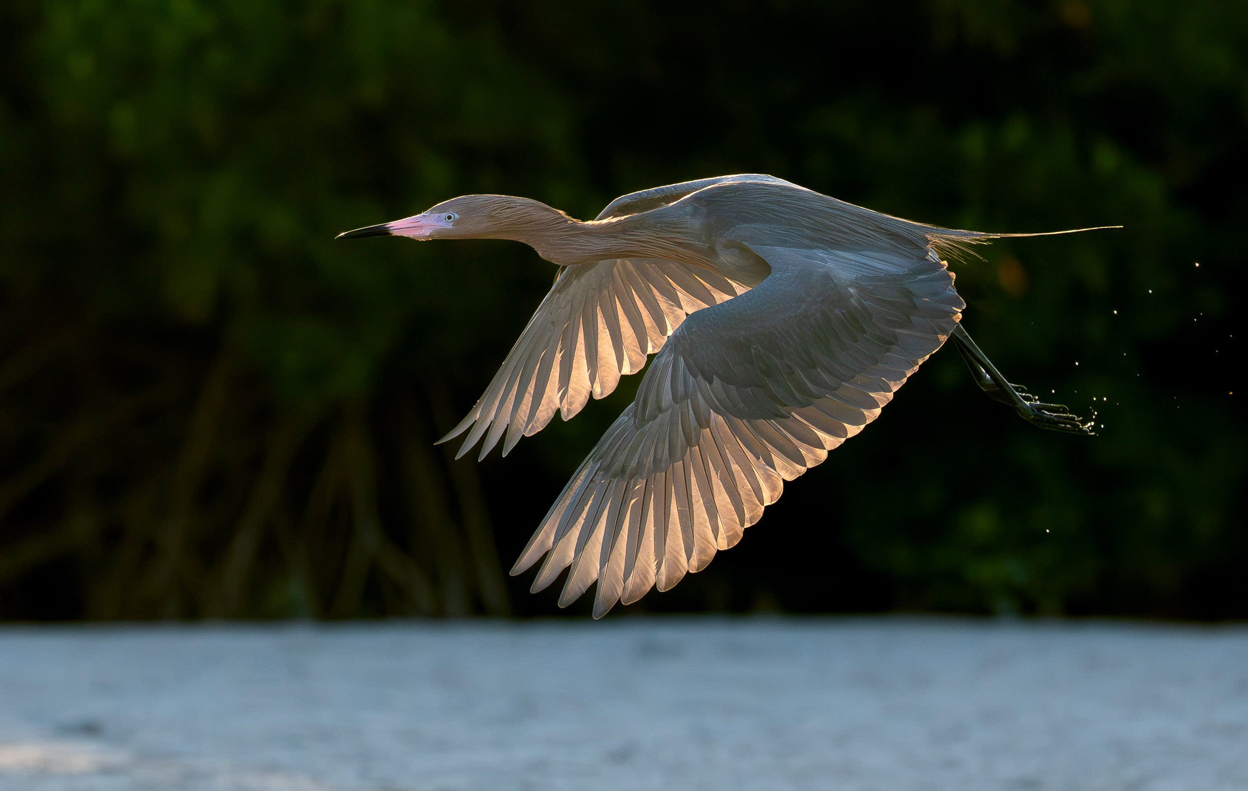 A reddish egret glides in full flight just above calm water at golden hour, its broad wings fully extended and backlit by warm sunlight, with a dark green treeline in the background and water droplets trailing from its feet.