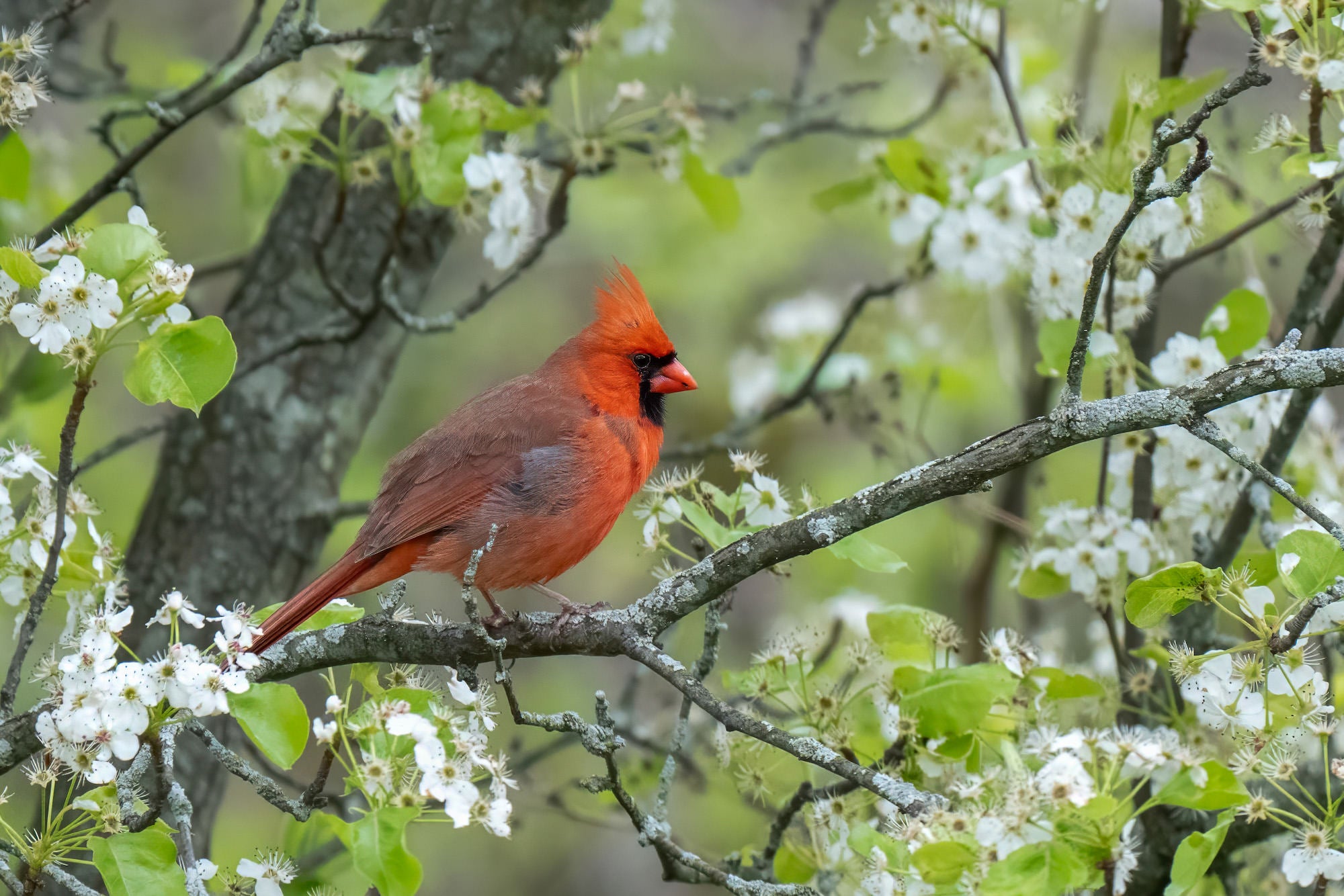 A vibrant male northern cardinal with bright red plumage and a distinctive crest perches on a lichen-covered branch surrounded by clusters of white spring blossoms and fresh green leaves.