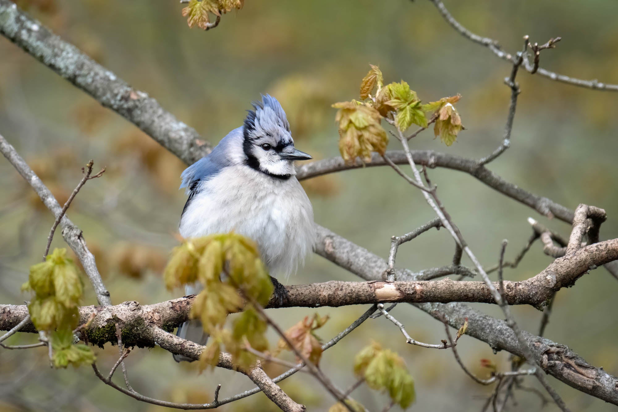 A blue jay with a raised blue crest and white chest perches quietly on a bare branch amid early spring buds and emerging green leaves, set against a soft, muted brown and green background.