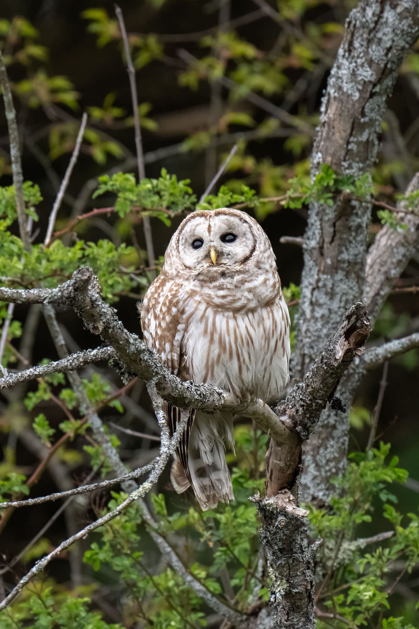 A barred owl with brown-and-white streaked plumage perches upright on a lichen-covered branch, staring forward with large dark eyes against a dark, green-leafed forest background.
