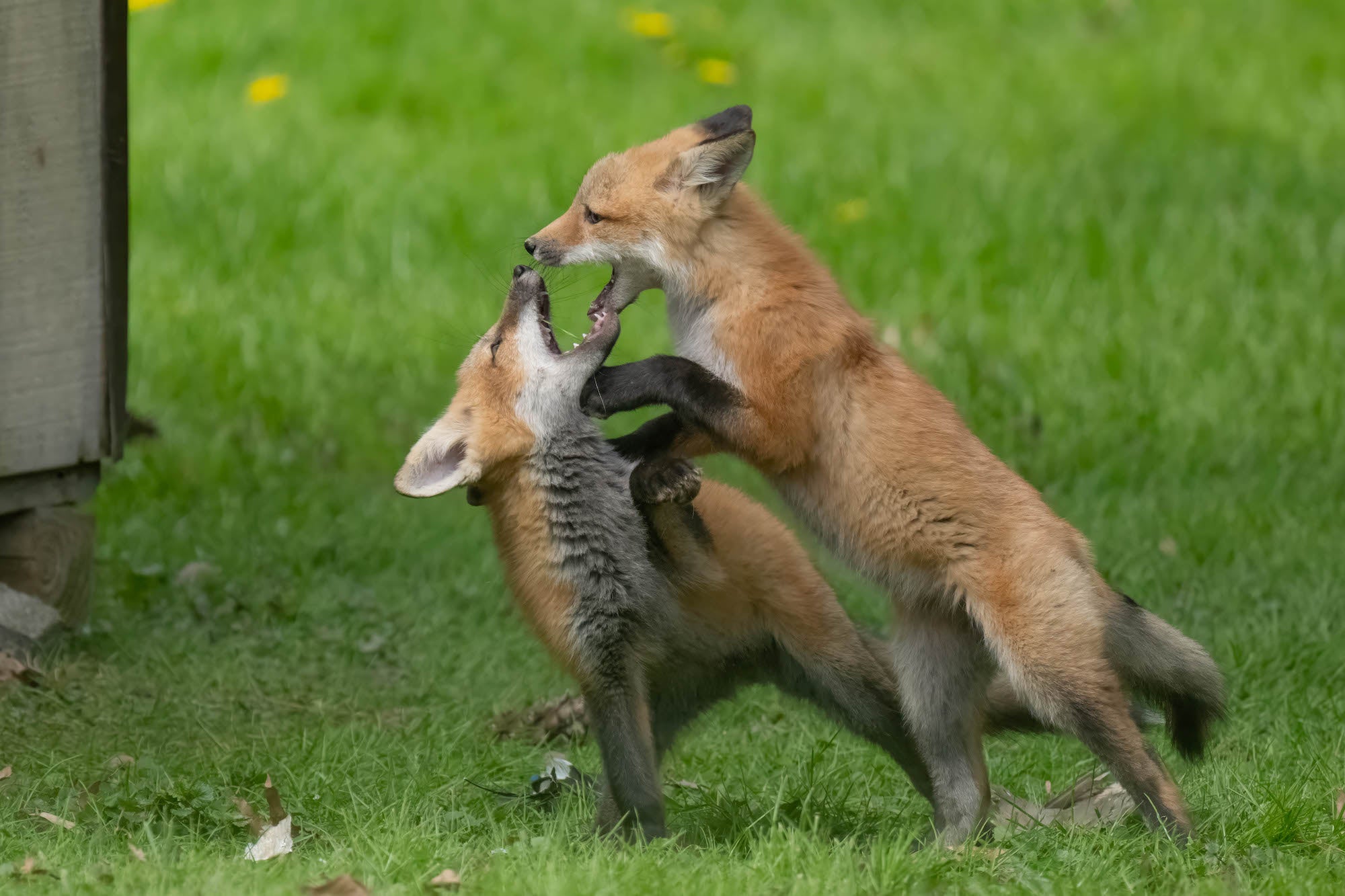 Two red fox kits play-fight on a bright green lawn, one leaping upward with mouth open as the other rears up on its hind legs to meet it, with yellow dandelions dotting the grass in the background.
