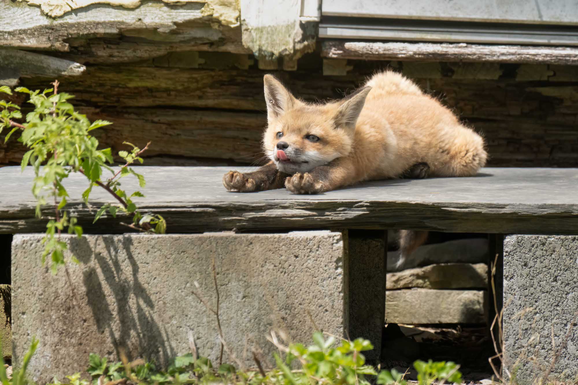 A young red fox kit lies stretched out on a weathered wooden step, tongue licking its nose and paws extended forward, basking in sunlight near a stone foundation with small green plants visible below.