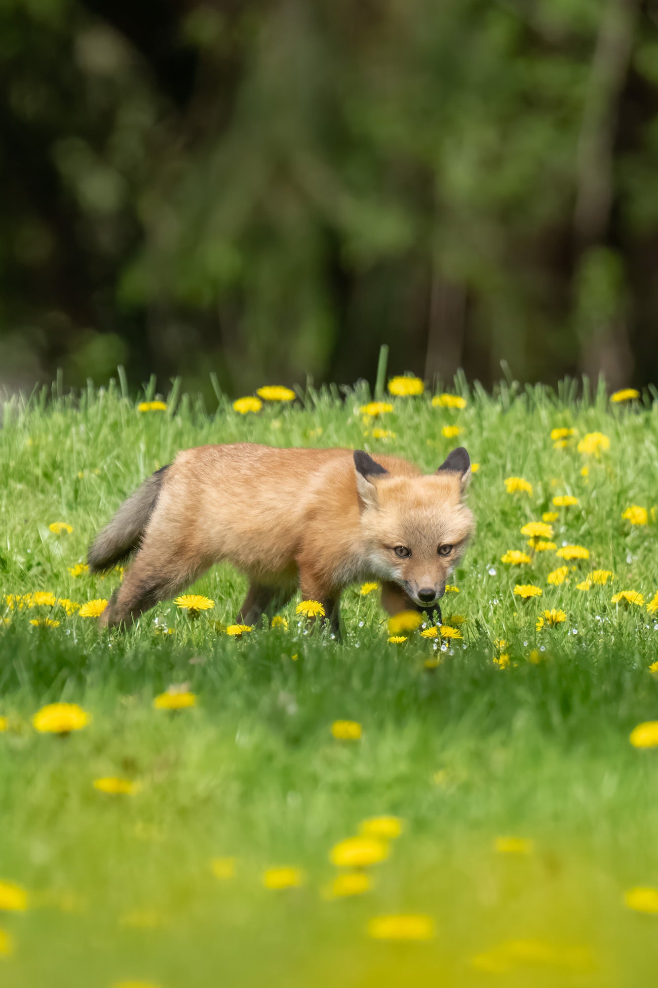 A young red fox kit stalks low through a lush green meadow filled with yellow dandelions, head tilted downward as it moves forward, with a dark blurred tree line in the background.