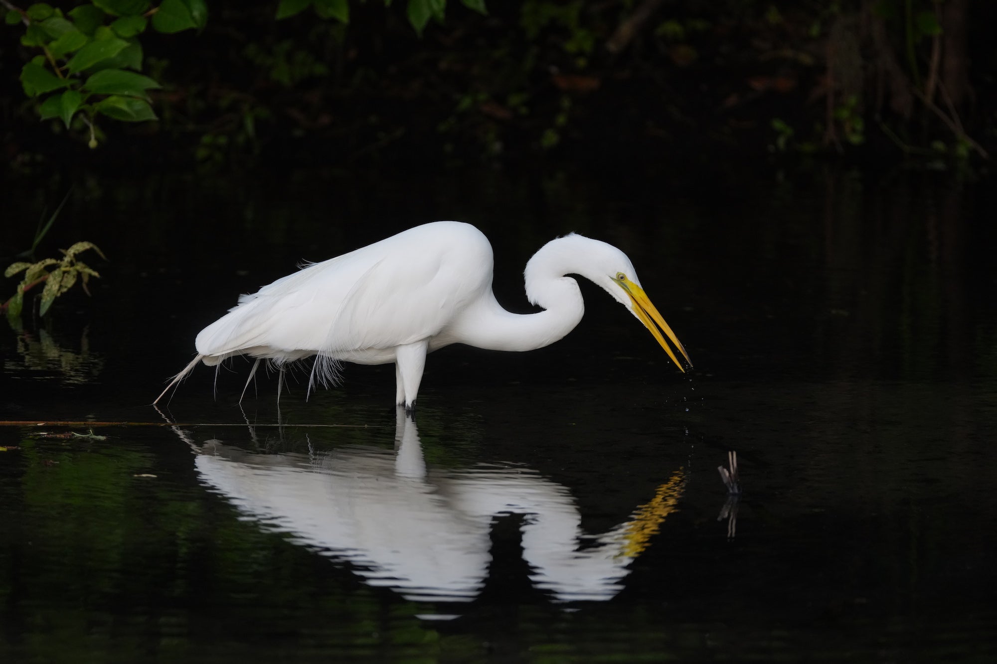A great egret with bright white plumage and a long yellow bill stands in dark, still water with its neck curved downward as it fishes, its full reflection visible on the water's surface against a deep, shadowy background of green foliage.