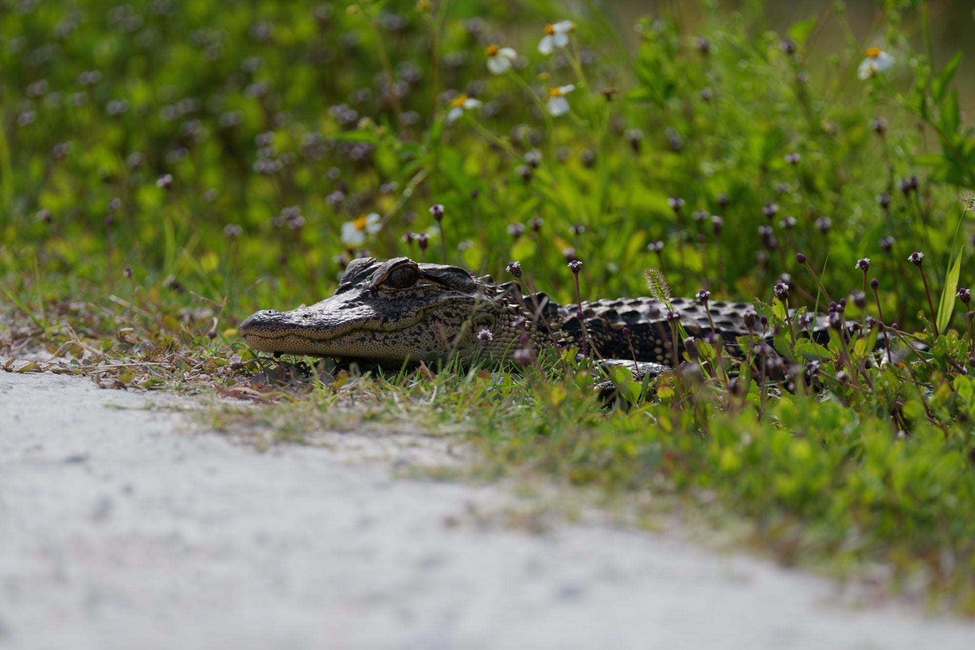 A juvenile American alligator rests at the edge of a paved path, its textured gray-brown head and scaly body partially hidden among low green vegetation, wildflowers, and small purple buds in the blurred background.